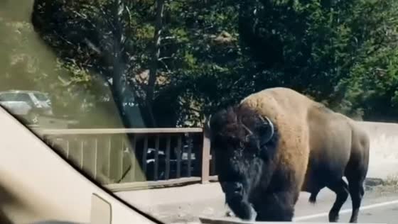 Buffalo escapes traffic in Yellowstone dash