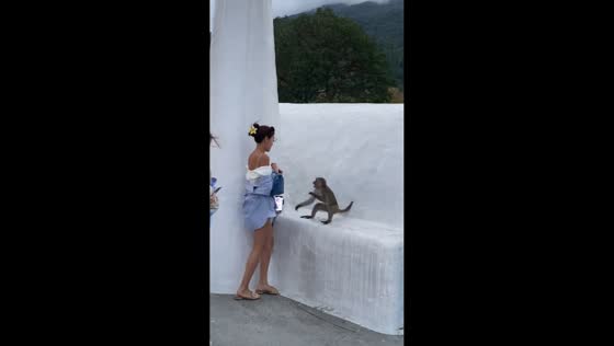 Monkey attacks women during photo session in Da Nang, Vietnam