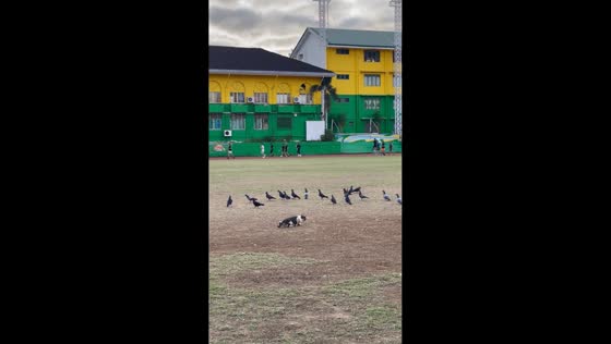 Cat slowly stalks pigeons in a field in Cebu, Philippines