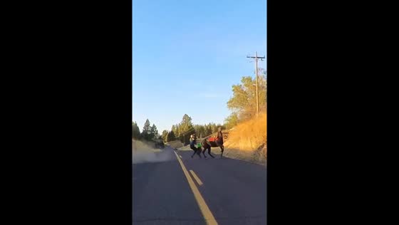 Horse runs away after being startled by motorbike in Spokane, Washington