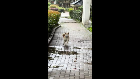 Shiba Inu hops around puddles while running on wet path in Jiangsu, China
