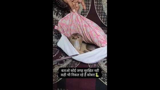 Cobra found hiding in pillow at home in Rewari, Haryana