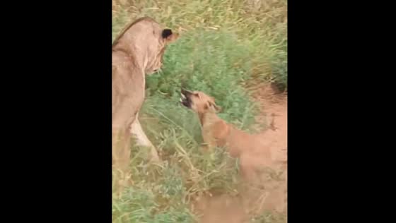 Dog challenges lions at Tsavo East National Park