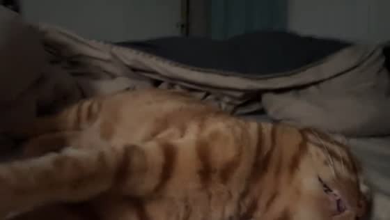 Cat acts out intense dream while sleeping in Guangdong, China