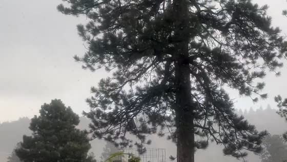 Snow squall blankets Evergreen forest in Colorado, USA