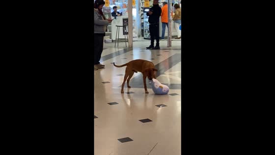 Dog joyfully plays with stuffed toy in Santiago, Chile