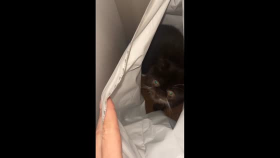 Cat caught eating from food bag in Krasnodar, Russia