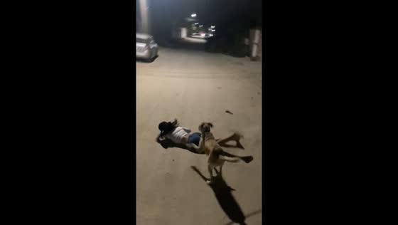 Unplanned steps: a comical fall interrupted by a furry friend