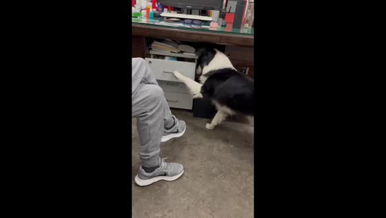 Stubborn dog repeatedly opens drawer in playful standoff with owner in Jiangsu, China