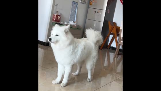 Samoyed dog howls in response to ringing phone in Shandong, China