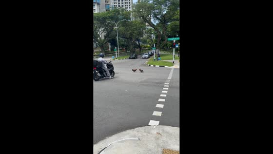 Roosters brawl undisturbed in middle of busy road in Singapore