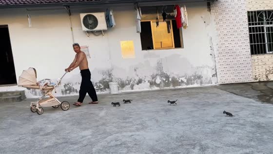 Kittens follow man and stroller through courtyard in Chongqing, China