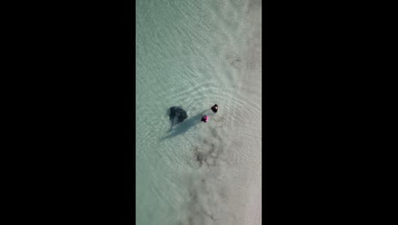 Close encounter: swimming with stingray in Jurien Bay, WA