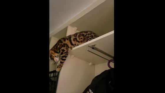 The Bengal cat fell when he's trying to get down from the cabinet.