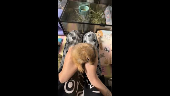 Pet groundhog shows affection after release in Beijing, China