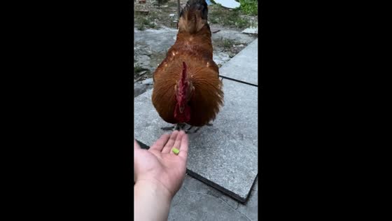 Rooster reacts after food trick during feeding moment in Jiangsu, China