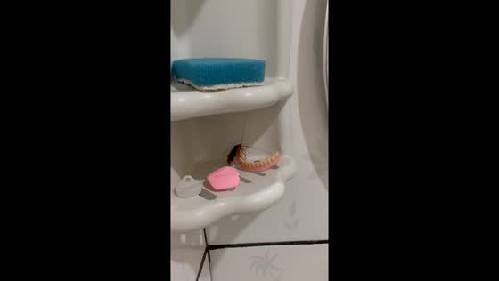 Cockroach found on grandmother's dentures in Brazil