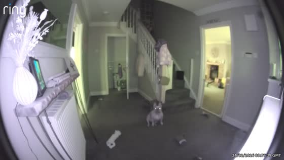Dog reacts to owner’s voice over security camera in King’s Lynn, England, United Kingdom