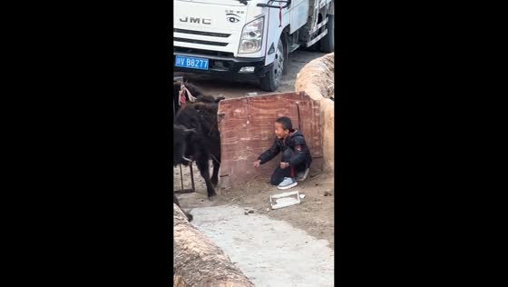 Child startles oxen at gate entrance in Tibet, China