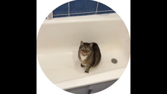 Mischievous cat tricks owner in Baranovichi, Belarus