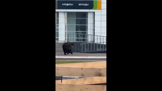 Bears spotted running through the streets in Kurilsk, Russia