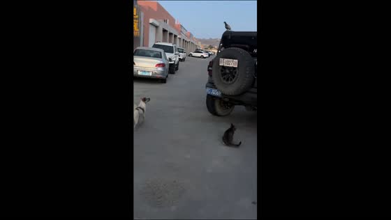 Cat patiently stalks and catches a pigeon on a parked vehicle in Inner Mongolia, China