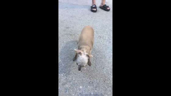 Dog’s surprising scream startles people in Liaoning, China