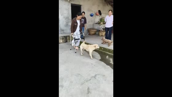 Dog hilariously mimics woman walking with a medical walker in Chongqing, China