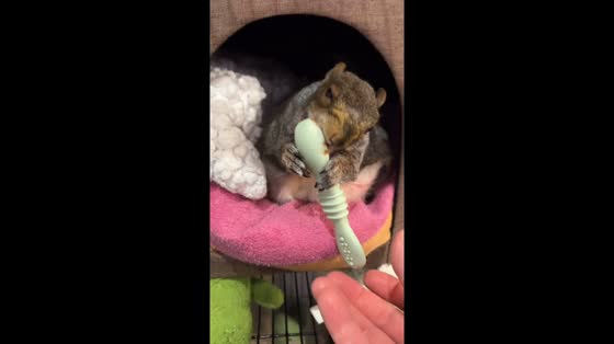 Sleeping squirrel wakes up for vitamins in New York City, New York, USA