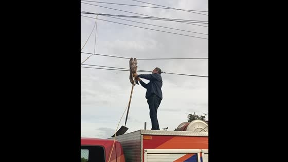 Sloth rescued from overhead cables in Carrizal, Venezuela