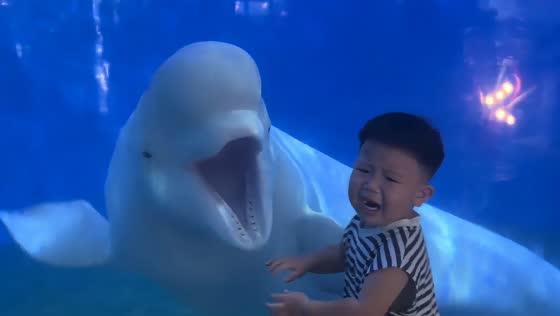 Beluga whale startles little boy at aquarium in Shandong, China