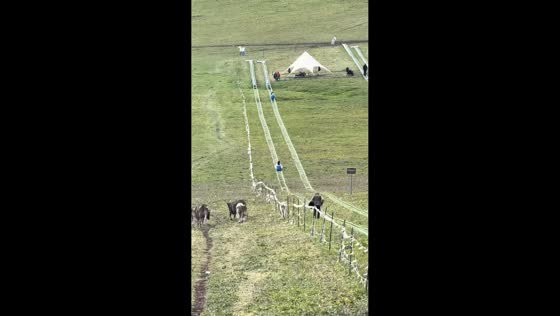 Woman collides with cattle while sliding down grassy hill in Hebei, China