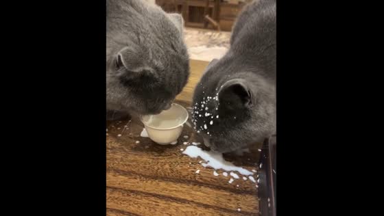 Cats drinking milk in Shandong, China