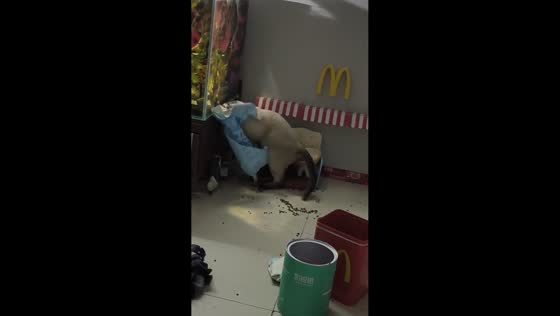 Siamese cat hilariously gets its head stuck in pet food bag in Heilongjiang, China