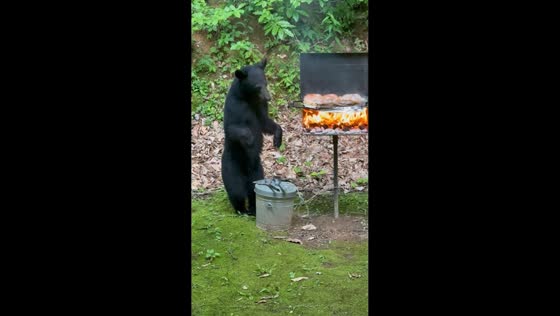 Curious black bear cub interrupts family cookout in Gatlinburg, Tennessee, USA