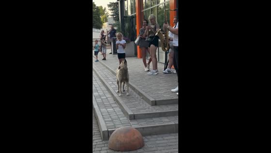 Dog barks along to saxophone in musical moment in Kryvyi Rih, Ukraine
