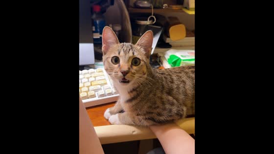 Cat demands attention by sitting on owner’s arms in Beijing, China