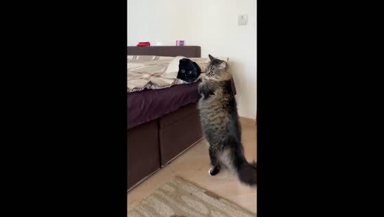 Cat Garik searches for a meowing sound in Khmelnytskyi, Ukraine