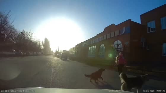 Driver intervenes to help schoolgirl chased by dogs in Taganrog, Russia