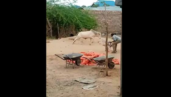 Cow charges at people in Mandera, Kenya 