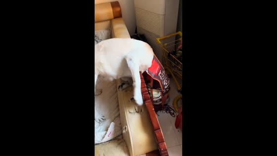 Dog snacks directly from pet food bag in Jilin, China