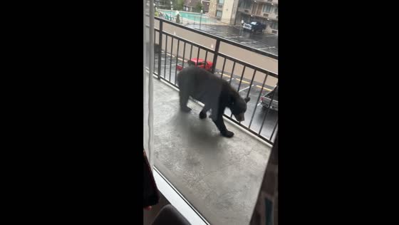 Black bear spotted outside hotel rooms in Gatlinburg, Tennessee