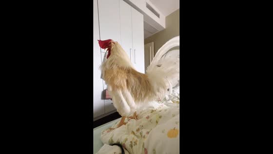 Rooster jumps on bed to wake owner in Sichuan, China
