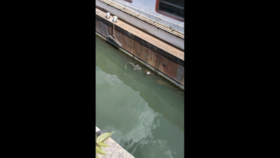 Catfish pulls floating pigeon underwater near boat in Paris, France