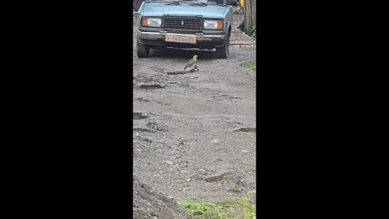 Hawk hunts woodpecker in unusual encounter in Uznezya, Altai Republic, Russia