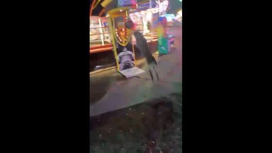 Dog hits fun fair boxing machine with its nose
