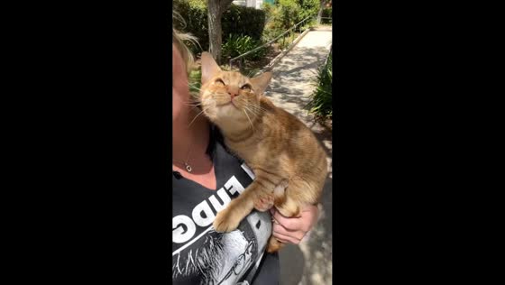 Cat mimics birds while being held outside in Los Angeles, USA