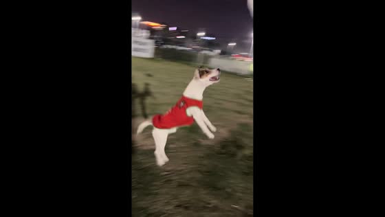 Two dogs collide while chasing balloon in Henan, China