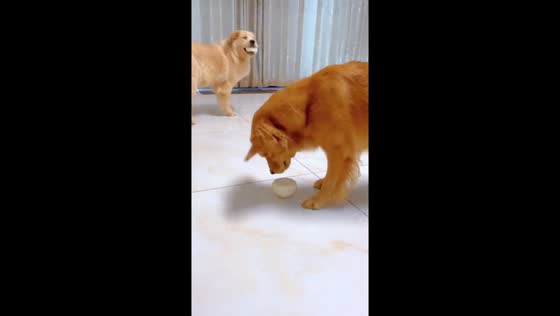 Hungry golden retrievers eat buns in Beijing, China