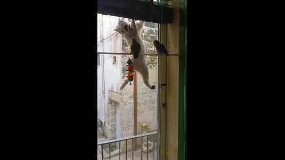 Cat slips while watching birds at a window in Salento, Italy